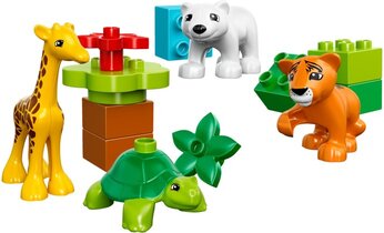 Baby Animals