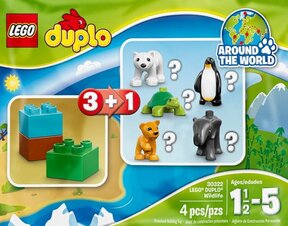 Wildlife - Penguin